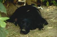 Labrador retriever photo